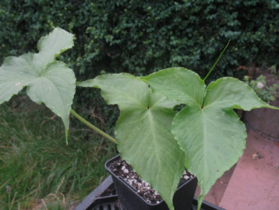 IMG_7922_Pinellia_spec.jpg