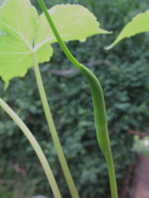 IMG_7927_Pinellia_spec._Blutenstand.jpg