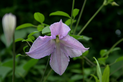 Cl.vit.Betty_Corning0409.jpg