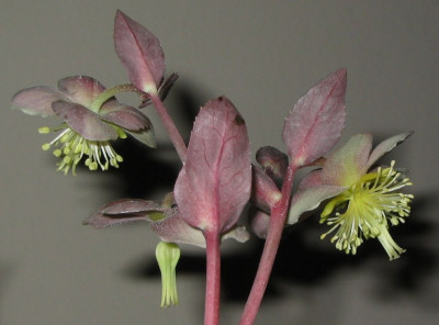 Helleborus_Blute_02.jpg