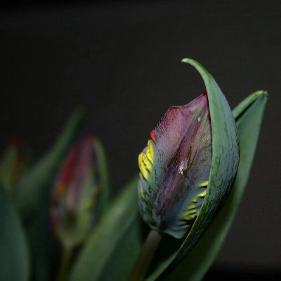 Tulpe-Marz-1.jpg