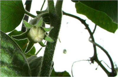 Aub-melongena09.JPG