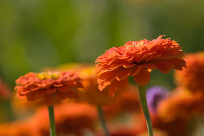 Zinnien-Orange-01.jpg