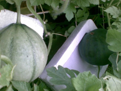 10082009003_528_x_396.jpg