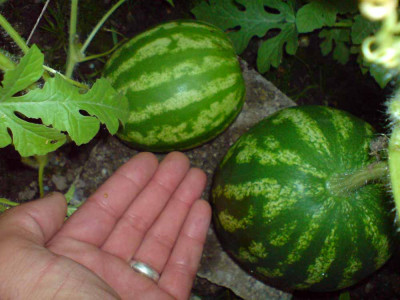 melonen_auf_boden_10_08.jpg