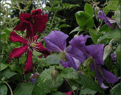 Perle_de_Azur_-_Mme.Julia_Correvon.JPG