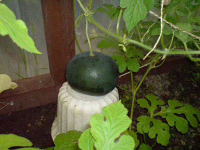 melone_auf_boden_10_08.jpg