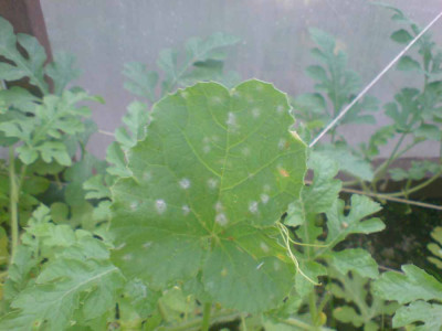 kranke_honigmelone.jpg