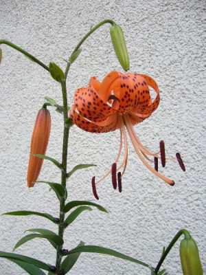 Lilium_lancifolium_600x600_80KB.jpg
