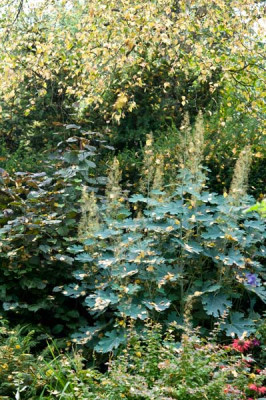 Herbst-Aug1109.jpg
