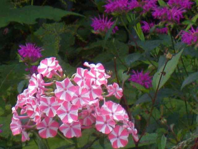 NataschaFishes_IMG_3594.jpg