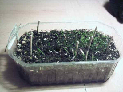 Lilium_martagn_2.JPG