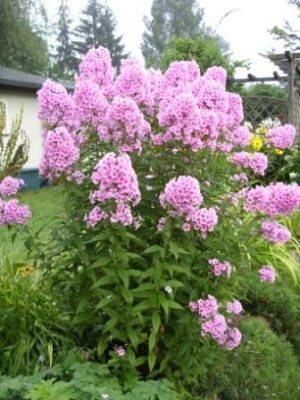 Phlox.Rosa.weiss.JPG