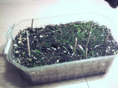 Lilium_martagn_3.JPG
