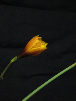Habranthus_tubispathus_600x600_80KB.jpg