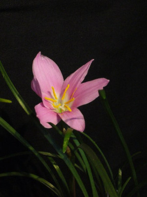 Habranthus_robustus_600x600_80KB.jpg