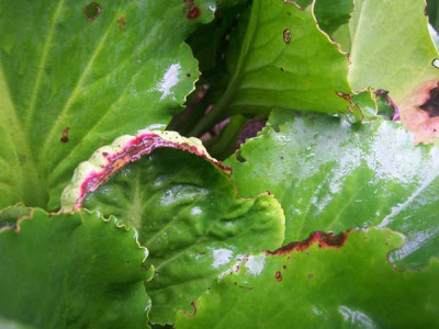 Bergenia01Schadbild_web.jpg