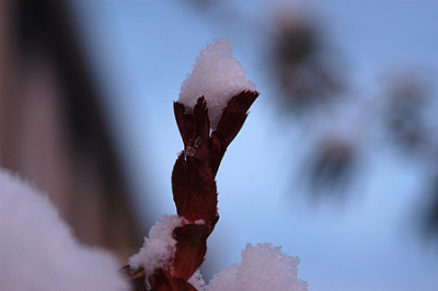0017_rosenknospe.jpg