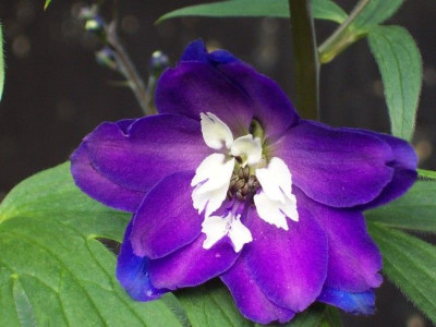 Rittersporn001.jpg