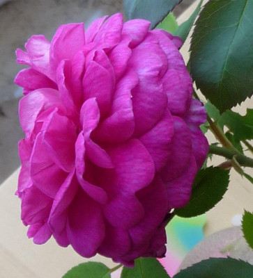 RdV_08_09_08.JPG