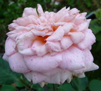 Reve_apricot_08_09_06.JPG