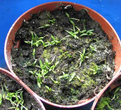 helonias-bullata-axel.jpg
