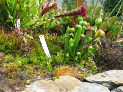darlingtonia-californica-axel.jpg