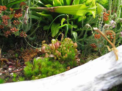 sarracenia-psittacina.jpg