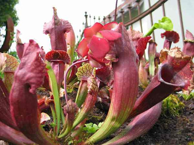 sarracenia-welche.jpg
