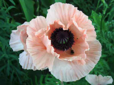 rosa_Mohn.jpg
