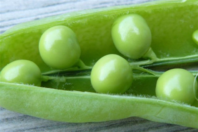 Erbsen-Snack_12.08.2009.00.JPG