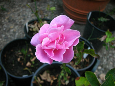 rosa_unspekt_082009_zg.jpg
