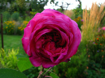 rdv_weingart_12082009_zg.jpg