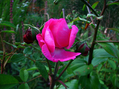 rdv_stange_12082009_zg.jpg