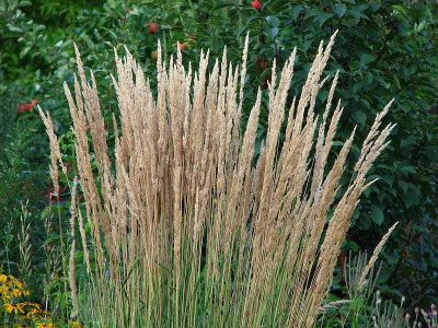 calamagrostis_acutiflora_karl_foerster.jpg