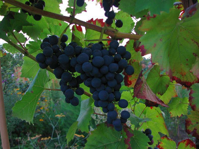 wein12082009_zg.jpg