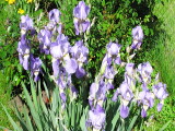 Mai_2009_Iris_kl.JPG