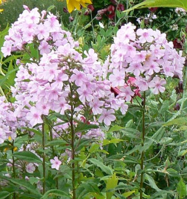 Phlox_spat_090813_1a.jpg