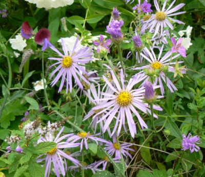 Aster_amellus_und_so_weiter.jpg