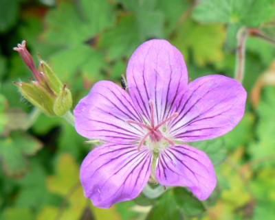 Geranium_wlassovianum_090813.jpg