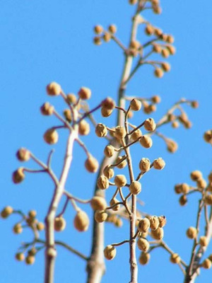 paulownia_knospi.jpg