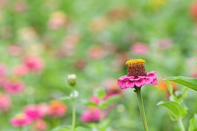 Minizinnien-Aug1309.jpg