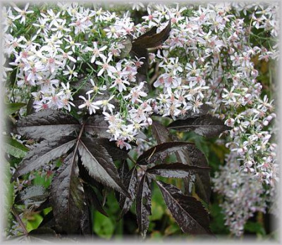 Aster_in_Sambucus.JPG