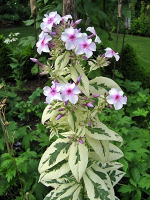 Creme_de_Menthe_1.JPG