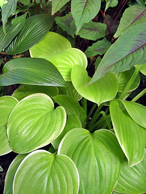 Mama_Mia.JPG