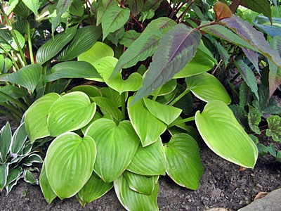welche_Hosta.JPG