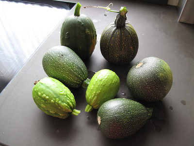 zucchini_ernte.jpg