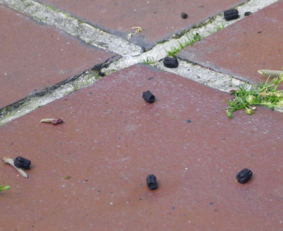Schwarze_Wurmer_unter_Mini-Flieder.jpg