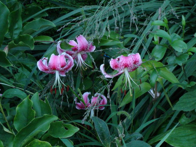 2009-08-14_19-09-44_-_DSC09112.JPG