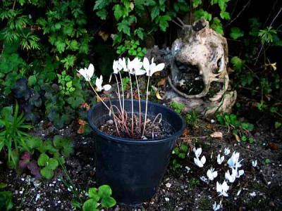 cyclamen-hans1.jpg